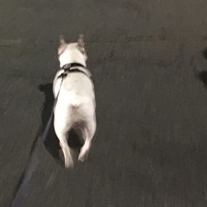 Meet your Posher, Martha